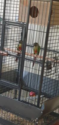 2 cheerfull, healthy, friendly Conures/ Parakeet are for sale with a large cage on castors.  , 4 budgies
