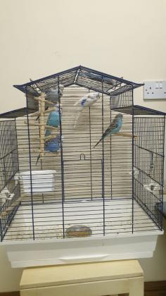 2 cheerfull, healthy, friendly Conures/ Parakeet are for sale with a large cage on castors.  , 4 budgies