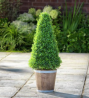 Argos Home Faux Cone Tree Wooden Pot