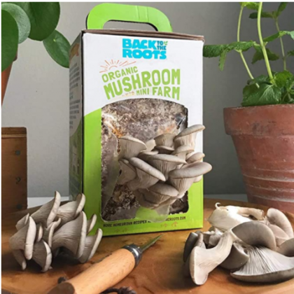 Back to the Roots Organts Organic Mini Mushroom Grow Kit, Harvest Gourmet Oyster Mushrooms In 10 days, Top Gardening Gift, Holiday Gift, & Unique Gift