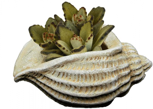 Classic Home and Garden 260024-C149 Jagger Shell Succulent Planter, Sand