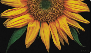 Toland Home Garden Sunflowers on Black 18 x 30-Inch Decorative Floor Mat Sunflower Portrait Flower D