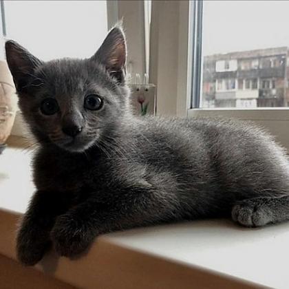vet checked, vaccinated russian blue kittens