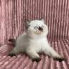 British shorthair kittens ready for sale