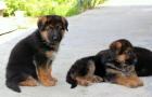 Family friendly german shepherd puppies